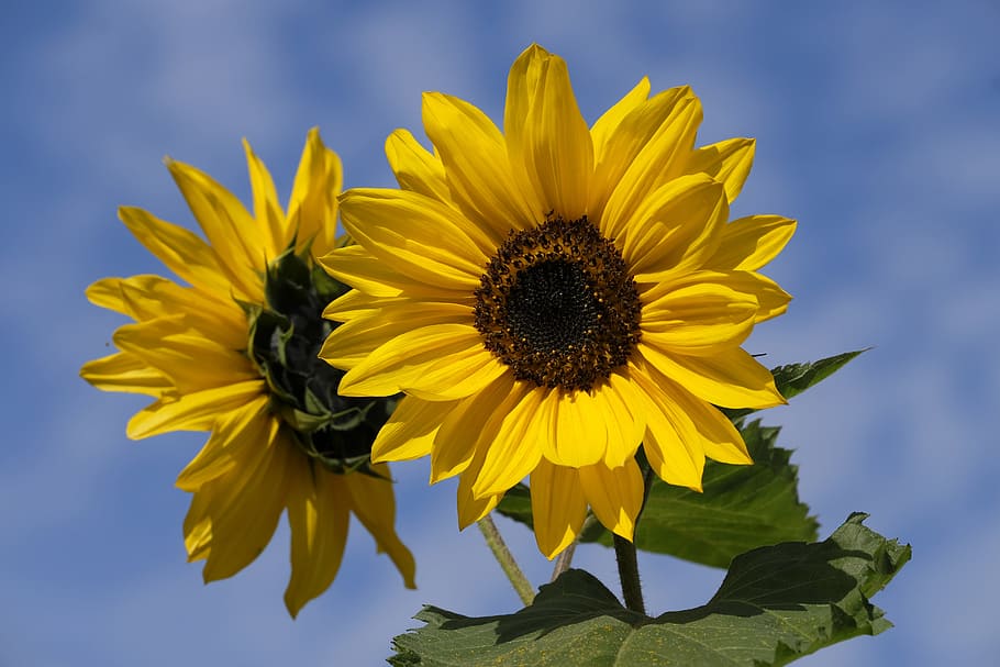 photo of sunflower, sun flower, flower, blossom, bloom, summer, nature, plant, yellow, sky