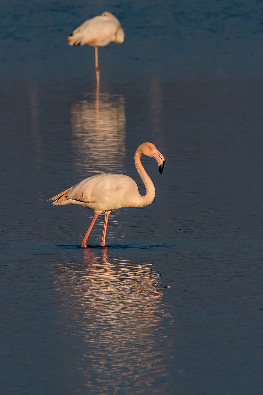 rosa flamingo rosa, animais selvagens, temas animais, animal, agua, pássaro, animais em estado selvagem, vertebrado, um animal, flamingo
