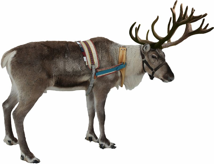 gray, white, moose photo, isolated, reindeer, winter, christmas, deer, xmas, holiday