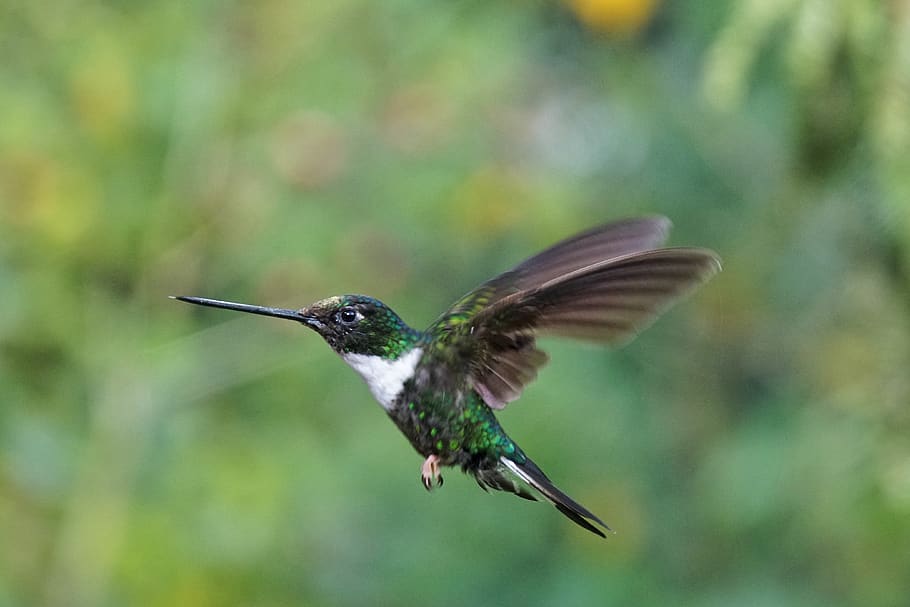 hummingbird, kolibri, bird, vogel, fliegen, schwerelos, kolumbien, animal themes, animal, animal wildlife