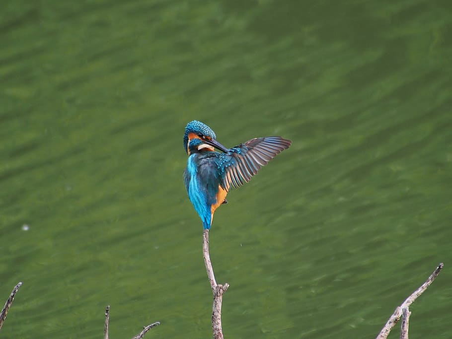 Kingfisher, Male, Rest, Plume, one animal, bird, animal themes, animals in the wild, animal wildlife, nature