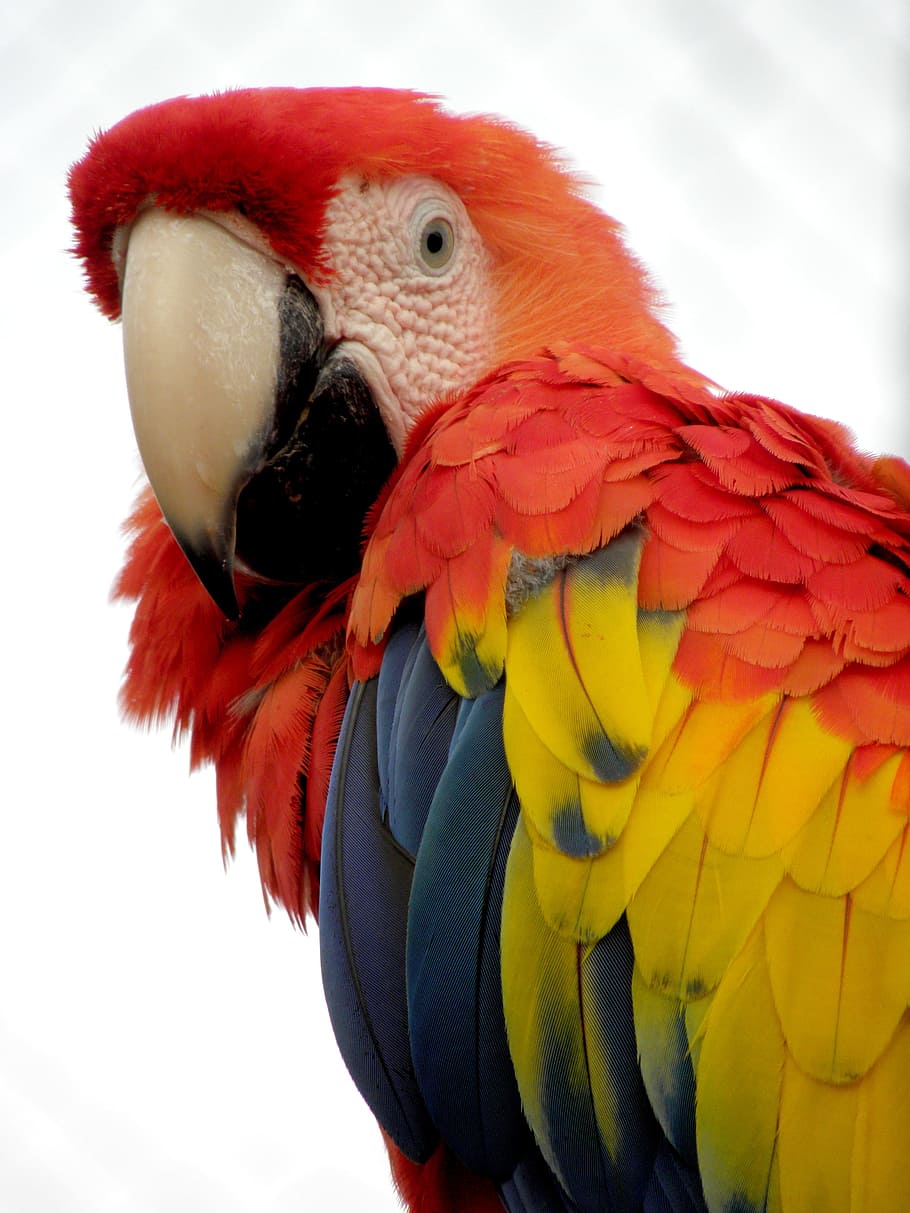 parrot, macaw, bird, feather, beak, wing, wildlife, tropical, animal, wild