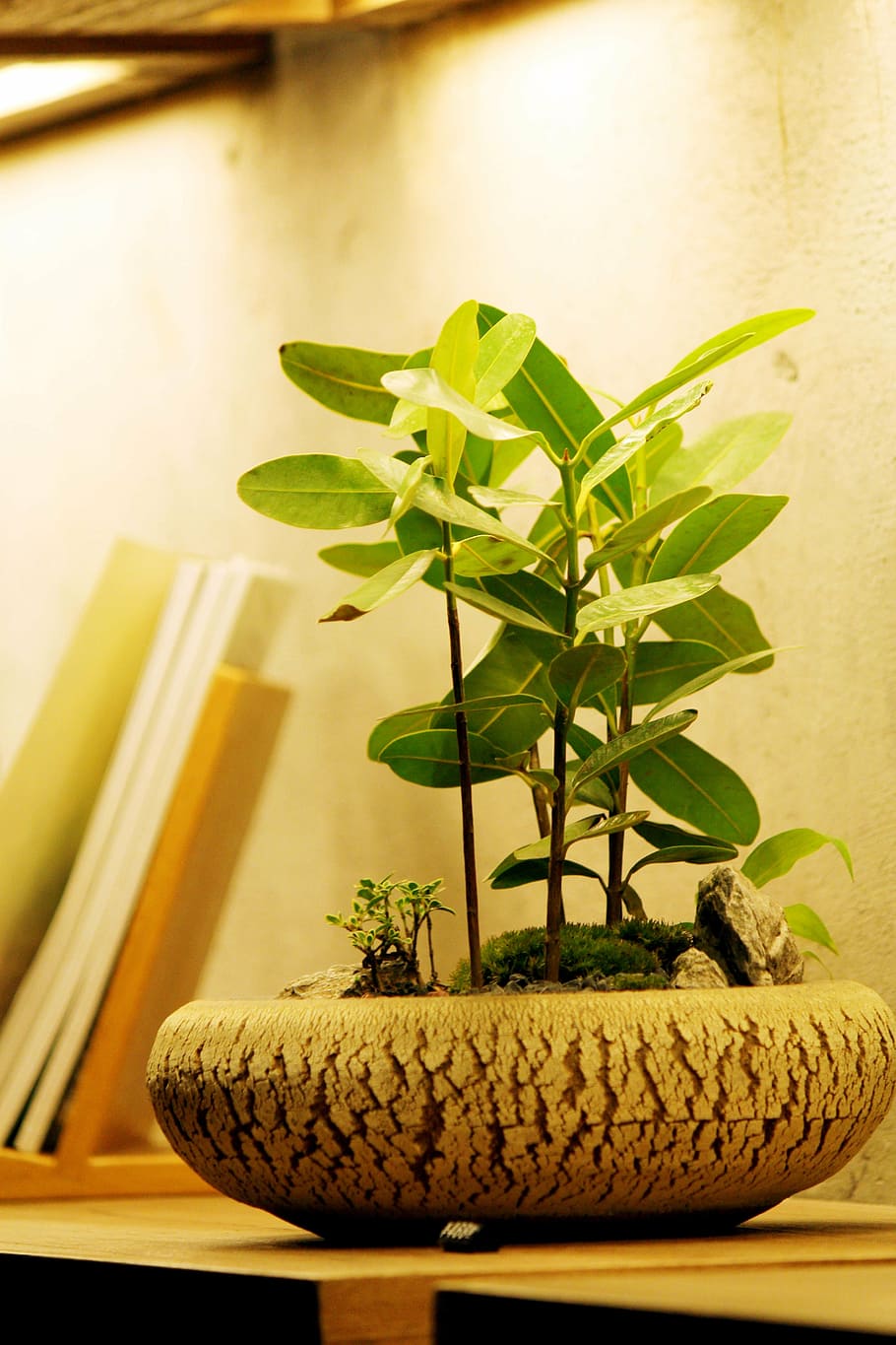 bonsai, tanaman pot, segar, pesta, tanaman, daun, di dalam ruangan, bagian tanaman, pertumbuhan, jarak dekat
