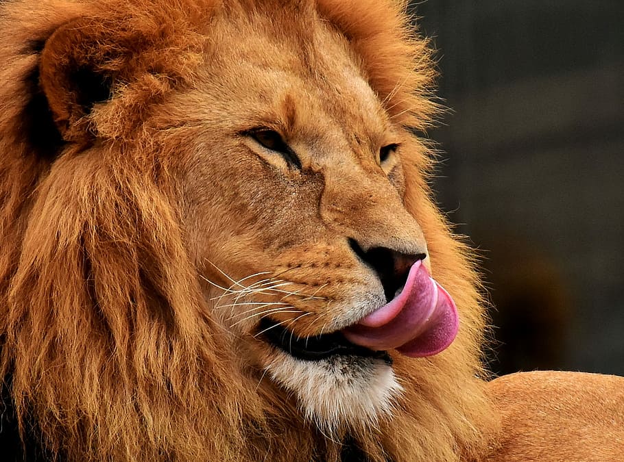 adult brown lion, lion, predator, dangerous, mane, cat, male, zoo, wild animal, africa