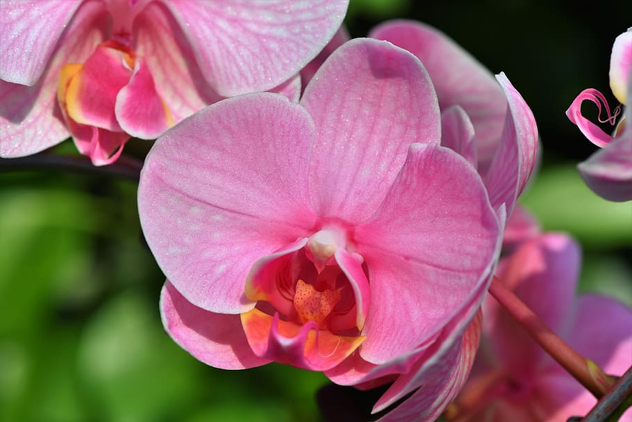 closeup, photography, pink, moth orchid, daytime, orchids, orchid flower, blossom, bloom, flower