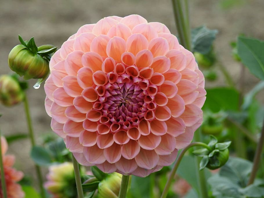 dahlia, pink, flower, plant, close-up, flowering plant, flower head, inflorescence, growth, beauty in nature