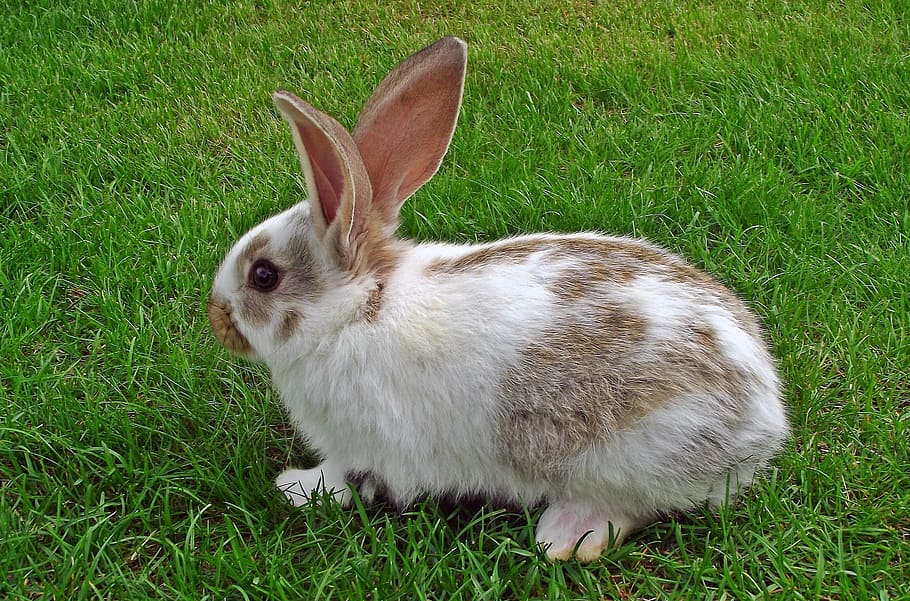 white, brown, hare, grass field, rabbit, lawn, furry, animals, bunny, young