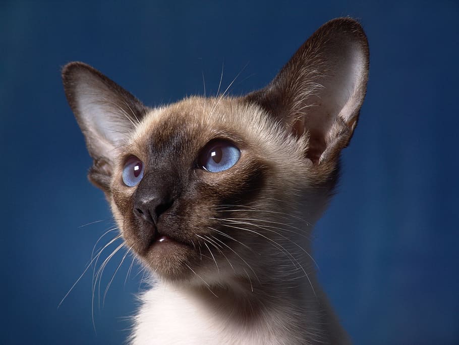 cat, portrait, cat baby, kitten, blue eye, hair, paw, animal, thoroughbred, cute