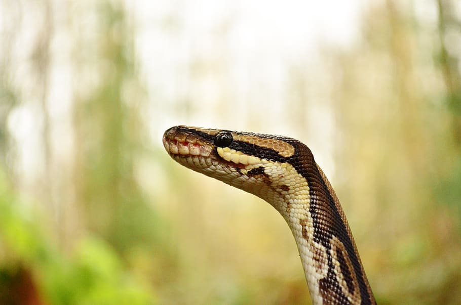 snake, python, reptile, animal, exotic, wildlife, tropical, snakehead, predator, snakes
