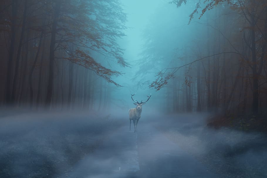 forest, fantasy, deer, mysterious, night, fog, tree, animal, animal themes, plant