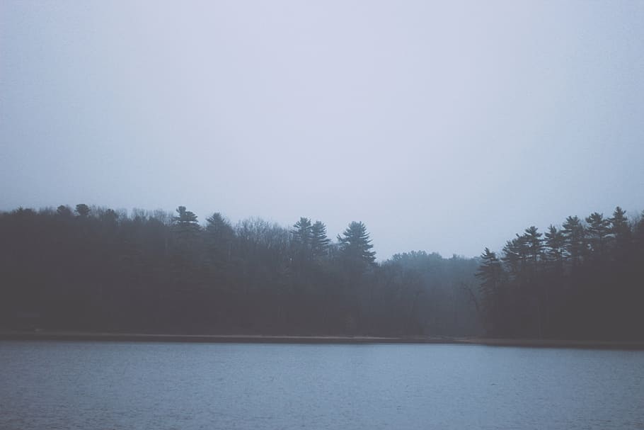 body, water, forest, calm, trees, lake, landscape, nature, fog, foggy