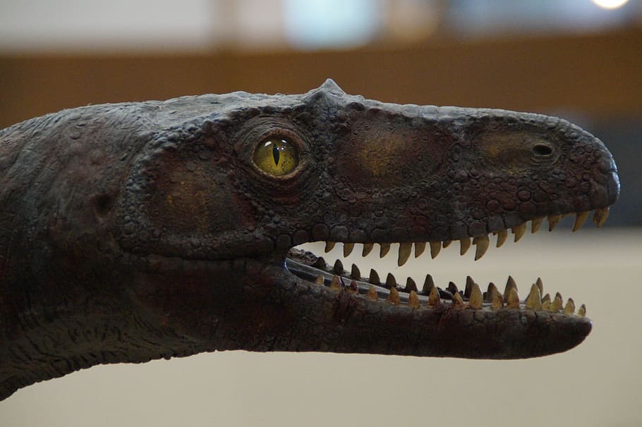 Dino, dinosaurio, lagarto, cabeza, diente, pie, ojo, peligroso, espeluznante, museo