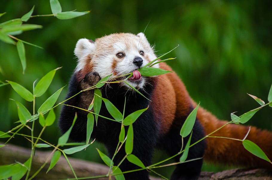 Red Panda, panda, eating, leafed, plant, one animal, animal themes, animal, animal wildlife, animals in the wild
