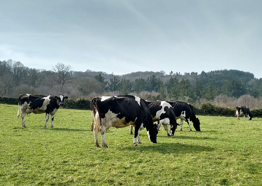 Cows, Prado, Galicia, Pastures, horse, farm, livestock, grazing, cow, cattle