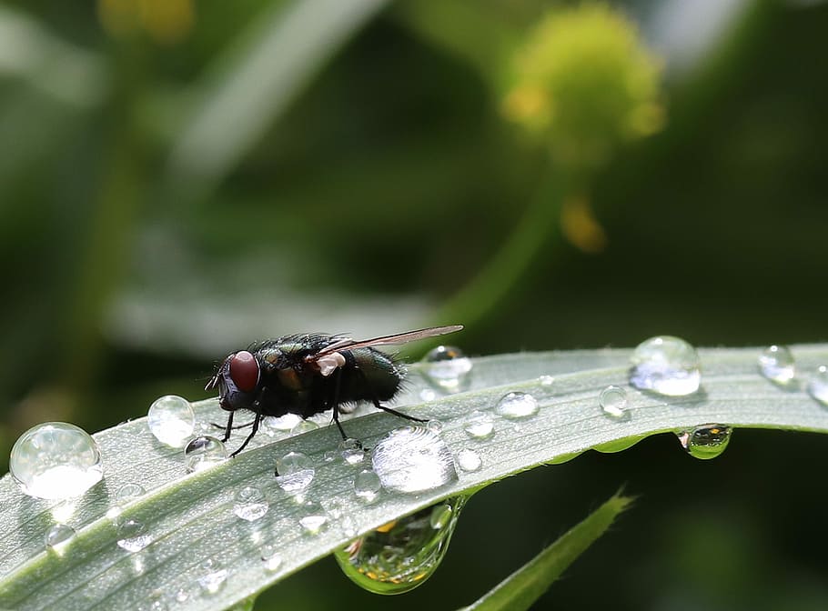 green, bottlefly, perched, leafed, tree, water, drops, insect, fly, close