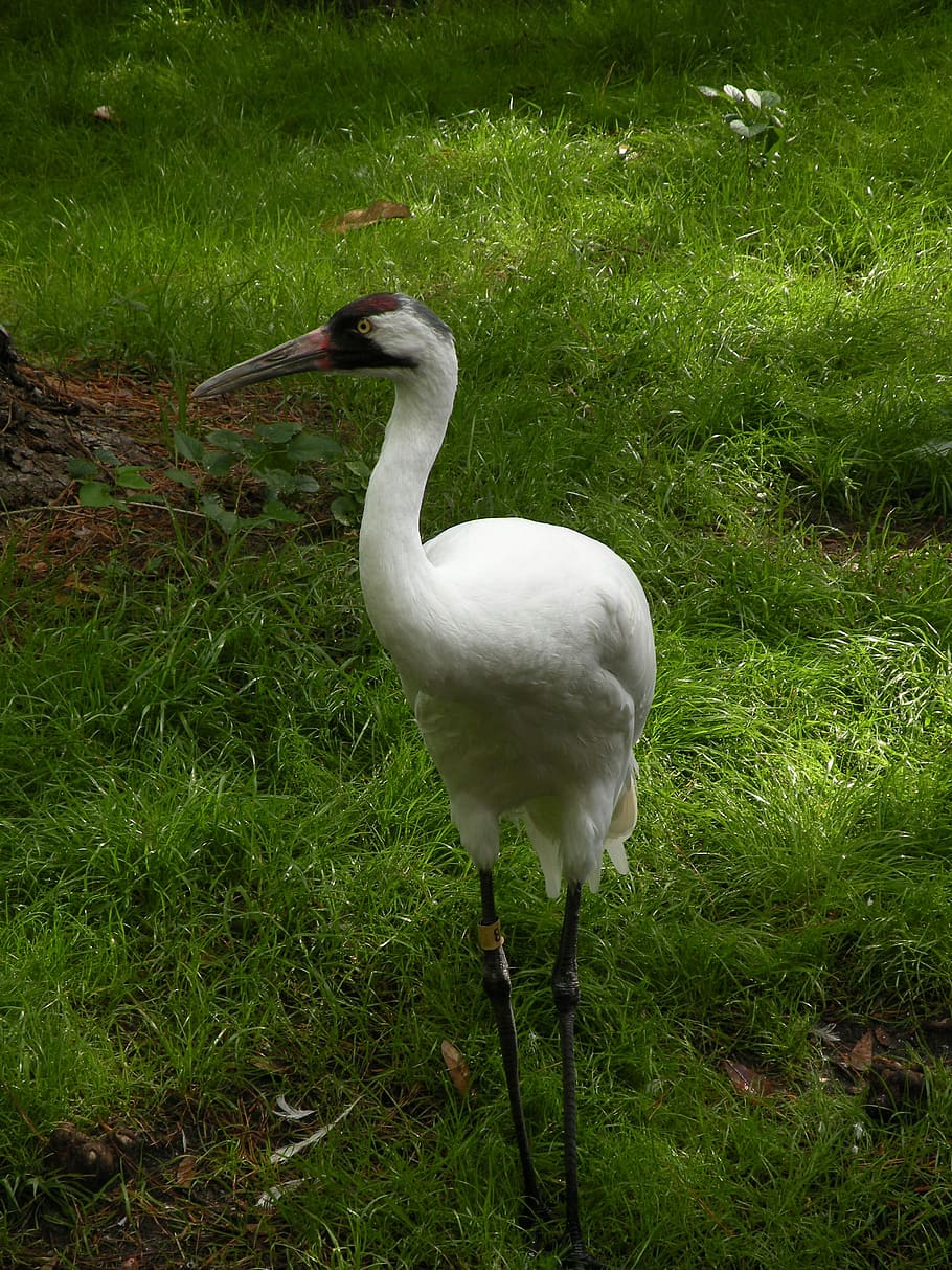 Whooping Crane, Bird, crane, whooping, nature, wildlife, species, white, beak, america