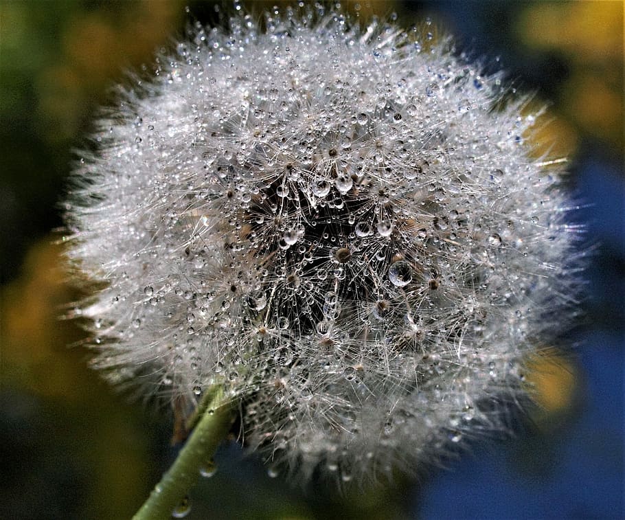 downy, dandelion, seed, nature, softness, delicate, head, fluff, close-up, plant
