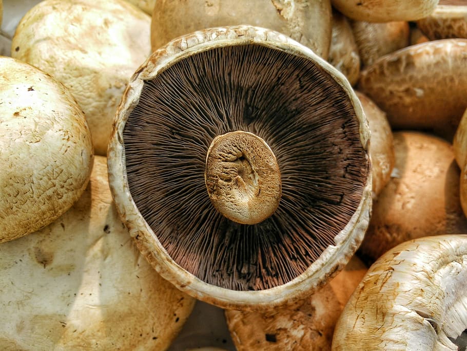 brown, mushroom, top, mushrooms, on top, fungus, food, edible Mushroom, vegetable, nature