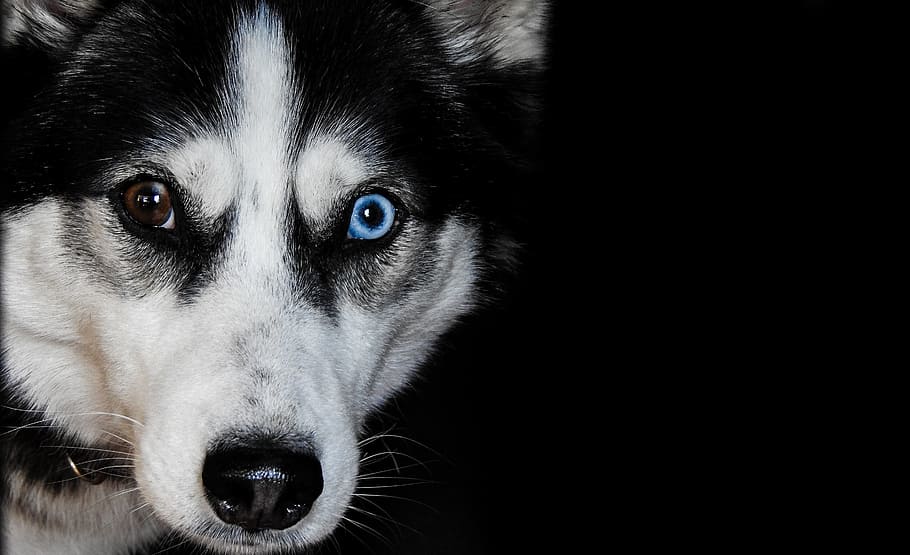 extraño, ojos, siberiano, Husky, perro, mascota, animal, raza, retrato, nacional
