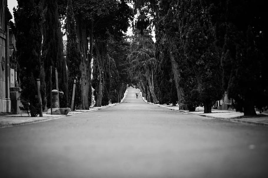 greyscale photo, empty, street, road, lonely, neighbor, neighborhood, travel, nature, landscape