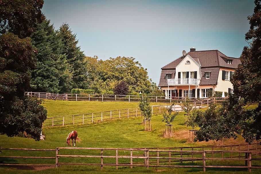 white, brown, mansion, green, grass field front yard, horses, daytime, landscape, idyll, rest