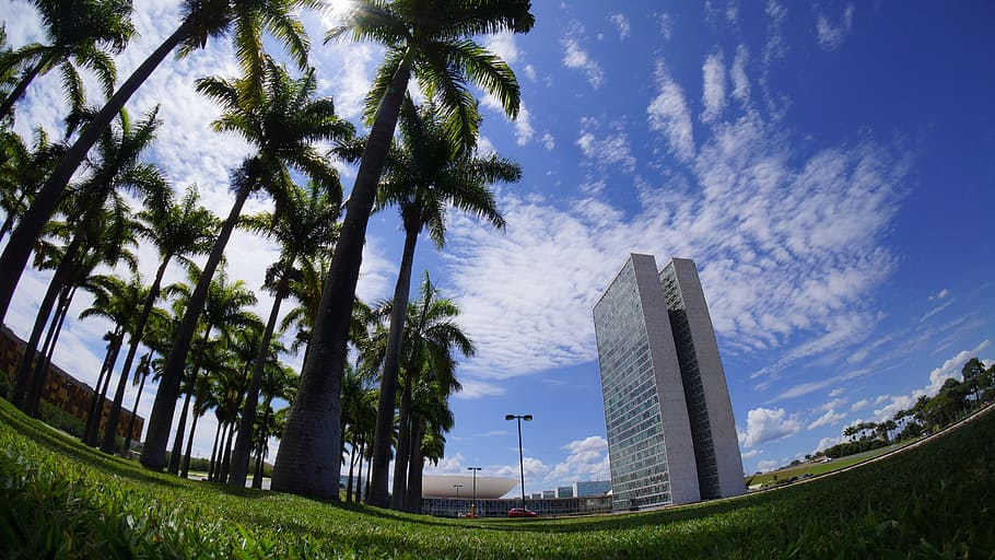 Brasilia, Congreso Nacional, Brasil, centro, paisaje, ciudad, edificios, arquitectura, palmeras, Oscar Nyemeyer