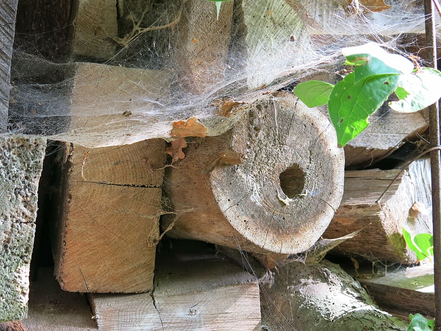 wood, spider webs, leaves, late summer, combs thread cutting, hozvorrat, holzstapel, wood - material, plant part, leaf