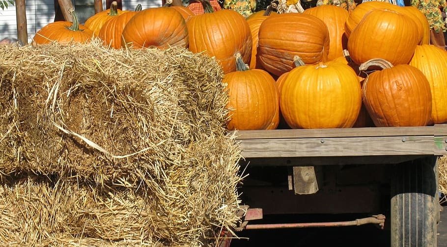 pumpkins, straw, cart, fall, autumn, fruit, hay, food and drink, agriculture, bale