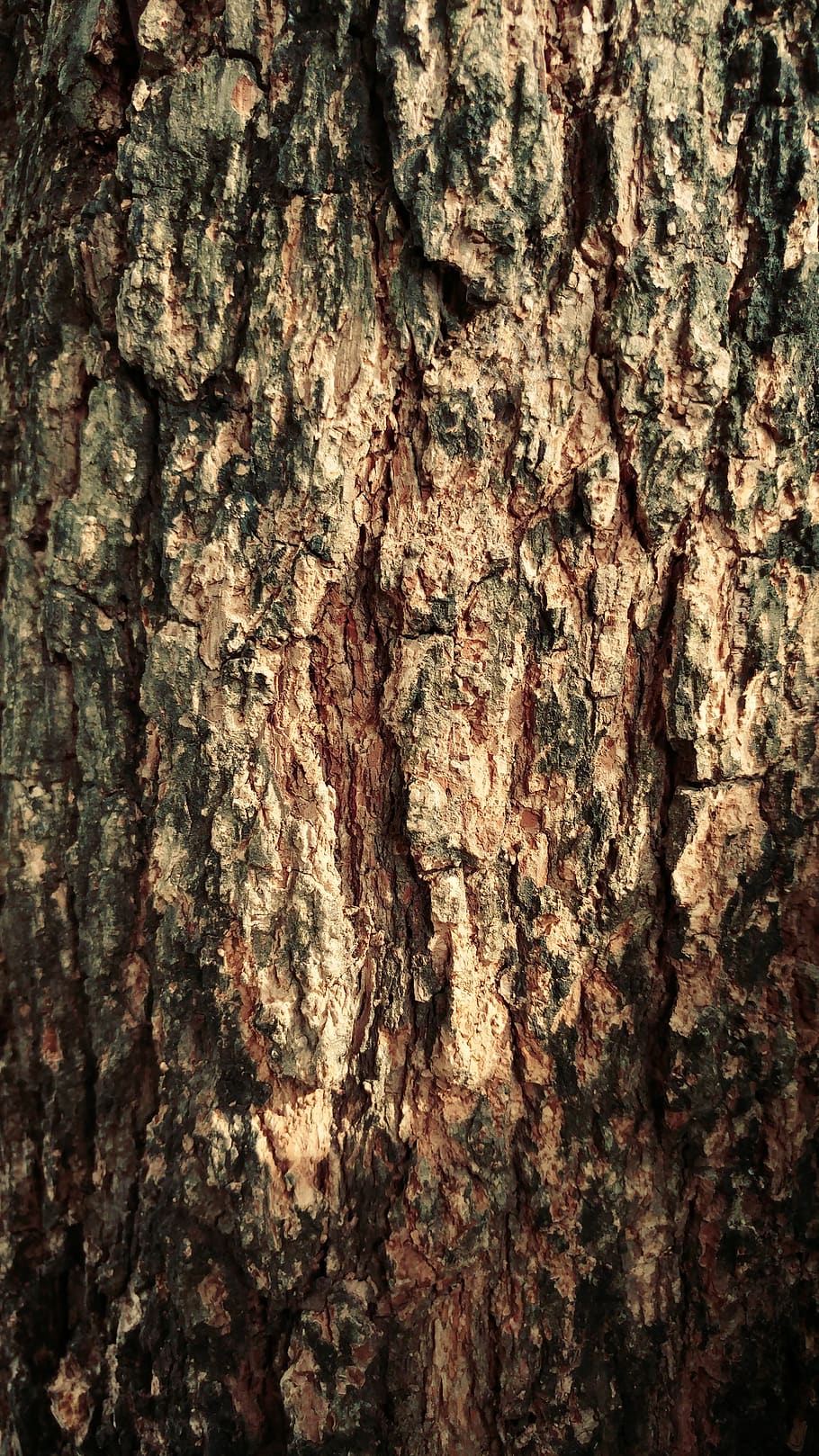 dry, wood, bark, crack, environment, textured, full frame, backgrounds, trunk, tree trunk
