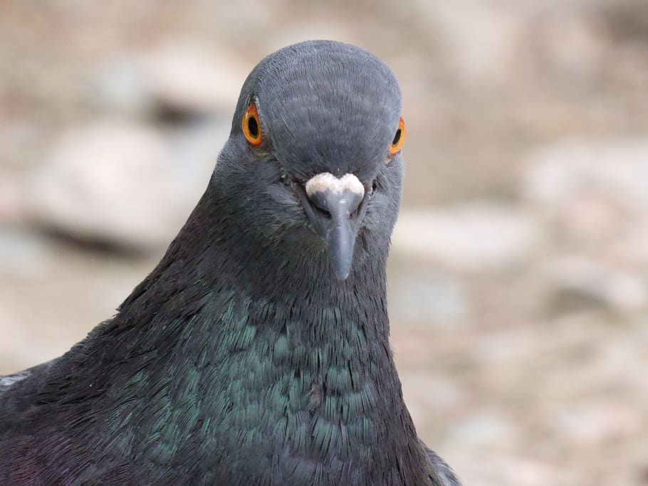 pigeon, feral, feral pigeon, wildlife, nature, grey, animal, bird, park, wild