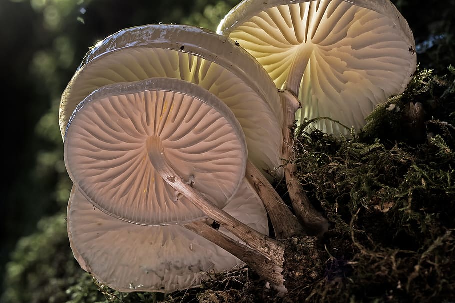 selective, focus photo, white, mushroom, book mucus oyster mushroom, wood fungus, tree fungi, light on, lamellar, structure