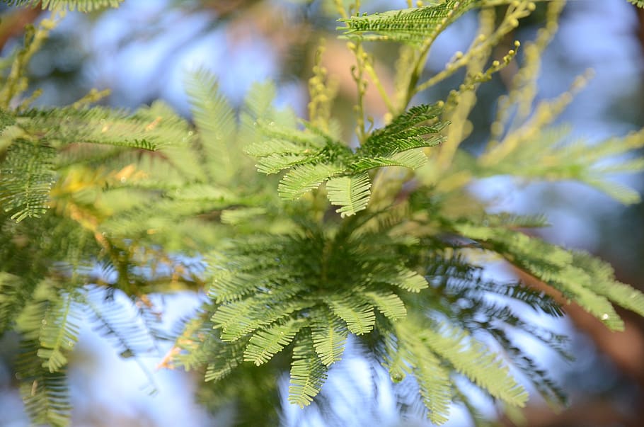 mimosa, leaves, leaf, nature, green, tree, outdoors, plant, spring, flower
