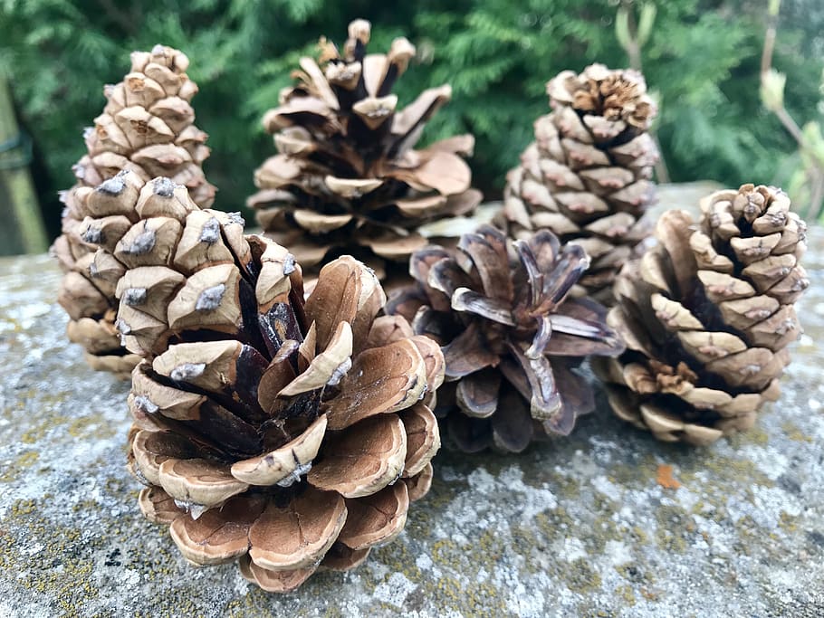 cones-forest-nature-pine-landscape.jpg