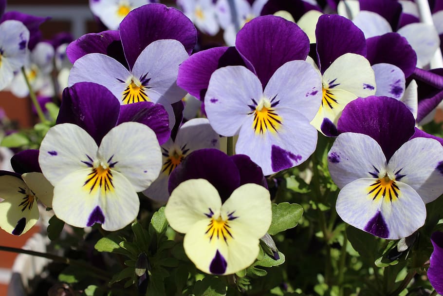 植物, 花, 紫, 白, 400〜500, 自然, きれい, 美しさ自然, 夏, クローズアップ