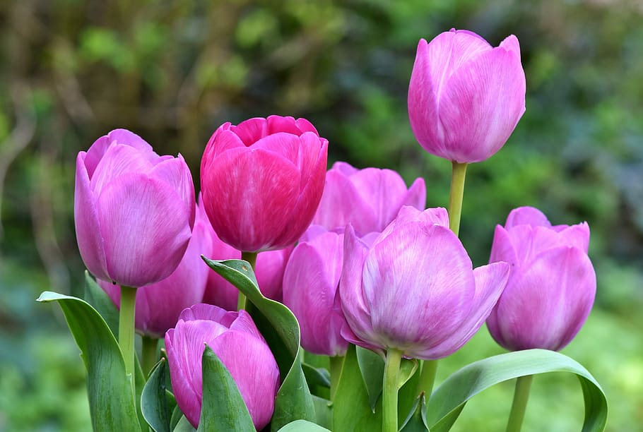 rosa, fotografía de enfoque selectivo de ramo de tulipanes, tulipán, ramo  de tulipanes, flor, florecer, flores de primavera, primavera, púrpura,  pétalos | Pxfuel