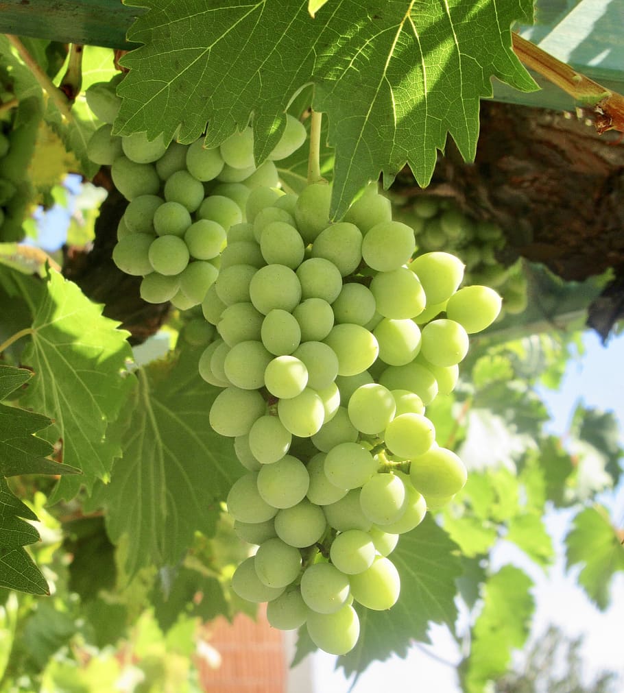 grapes, wine, fruit, grapevine, winegrowing, healthy, sweet, green, vine, plant