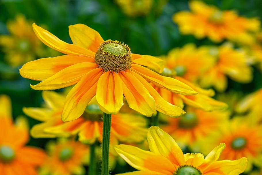 seletiva, fotografia de foco, amarelo, flor da margarida, chapéu alto, rudbeckia nidita, flor, brilhante, sol de outono, natureza