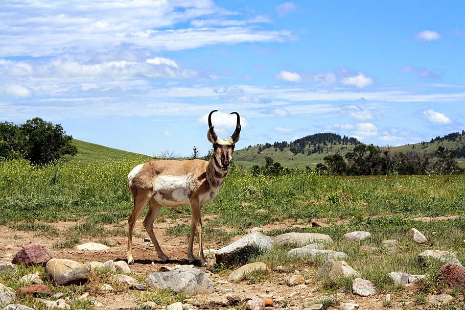 nature, grass, animal, field, antelope, pronghorn, animal wildlife, mammal, animal themes, one animal