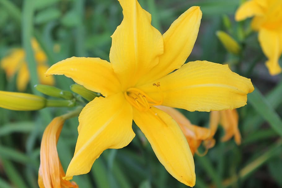 Lily, Flower, Yellow, Floral, Blossom, lily, flower, petal, flora, fresh, plant