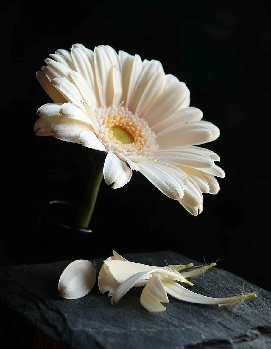 閉じる 写真 白 ガーベラ 花びら 花 自然 植物 春 黒の背景 Pxfuel