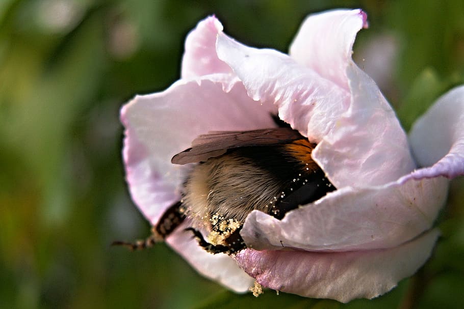 bumble-bee, flower, pollen, hibiscus, insect, macro, pink, nature, bee, close-up