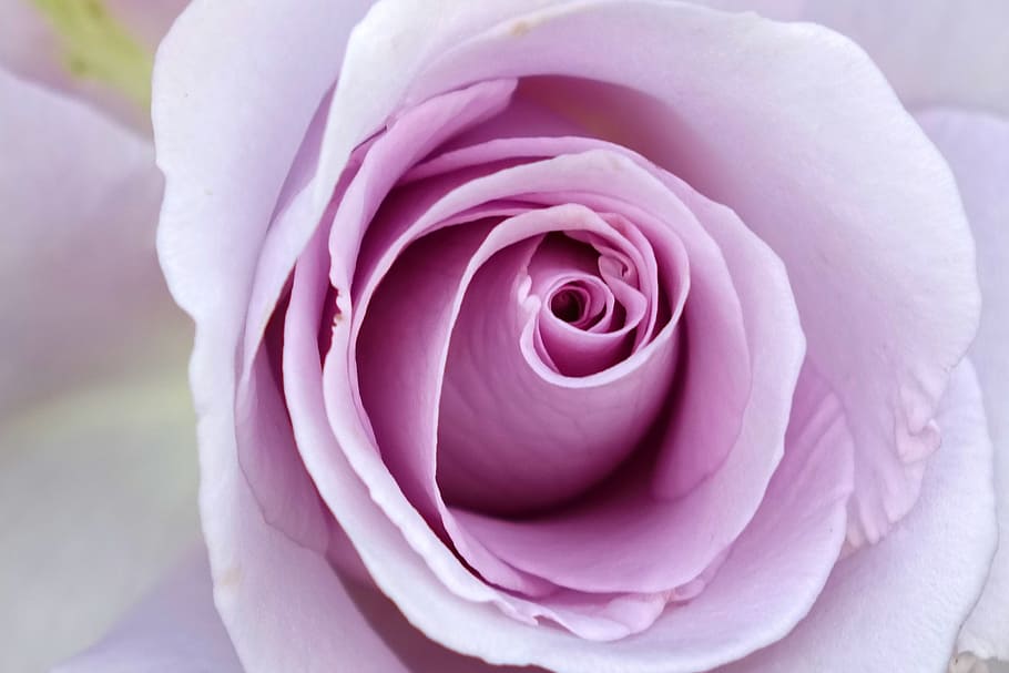 multiflora rosa, rosa, roxo, aeroporto de kaohsiung planta comestível, comestível, natureza, flor, pétala, rosa - flor, close-up