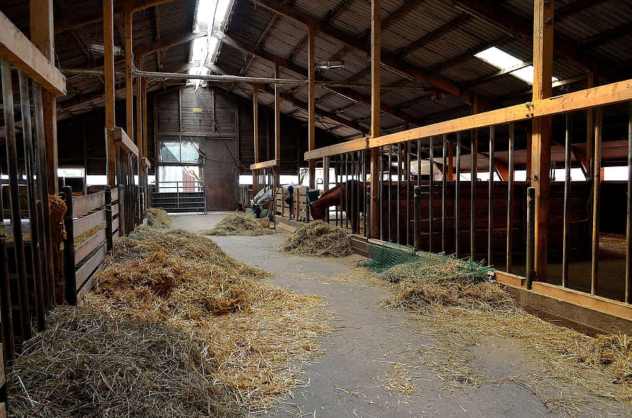 open stable, horse stable, horse attitude, stall, farm, riding, agriculture, architecture, indoors, built structure