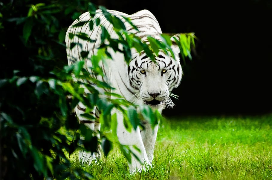 흰둥이 호랑이, 걷기, 녹색, 잔디밭, 호랑이, 화이트, 육식 동물, 고양이, 흰 호랑이, 큰 고양이