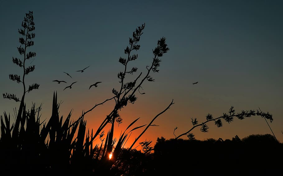 birds, flying, silhouette, dusk, sunset, sky, marsh, field, peaceful, wings