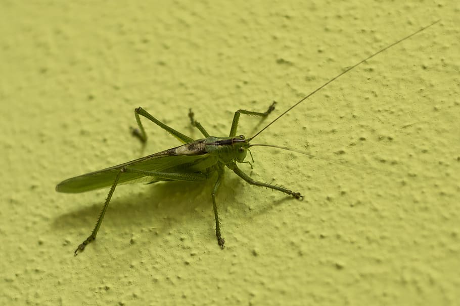grasshopper, tettigonia viridissima, green, insect, viridissima, close, nature, probe, invertebrate, animal