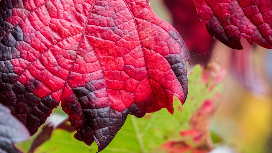 vino, hoja de vino, otoño, decorativo, colores de otoño, vid, hojas de vid, hoja, decoración, rebstock