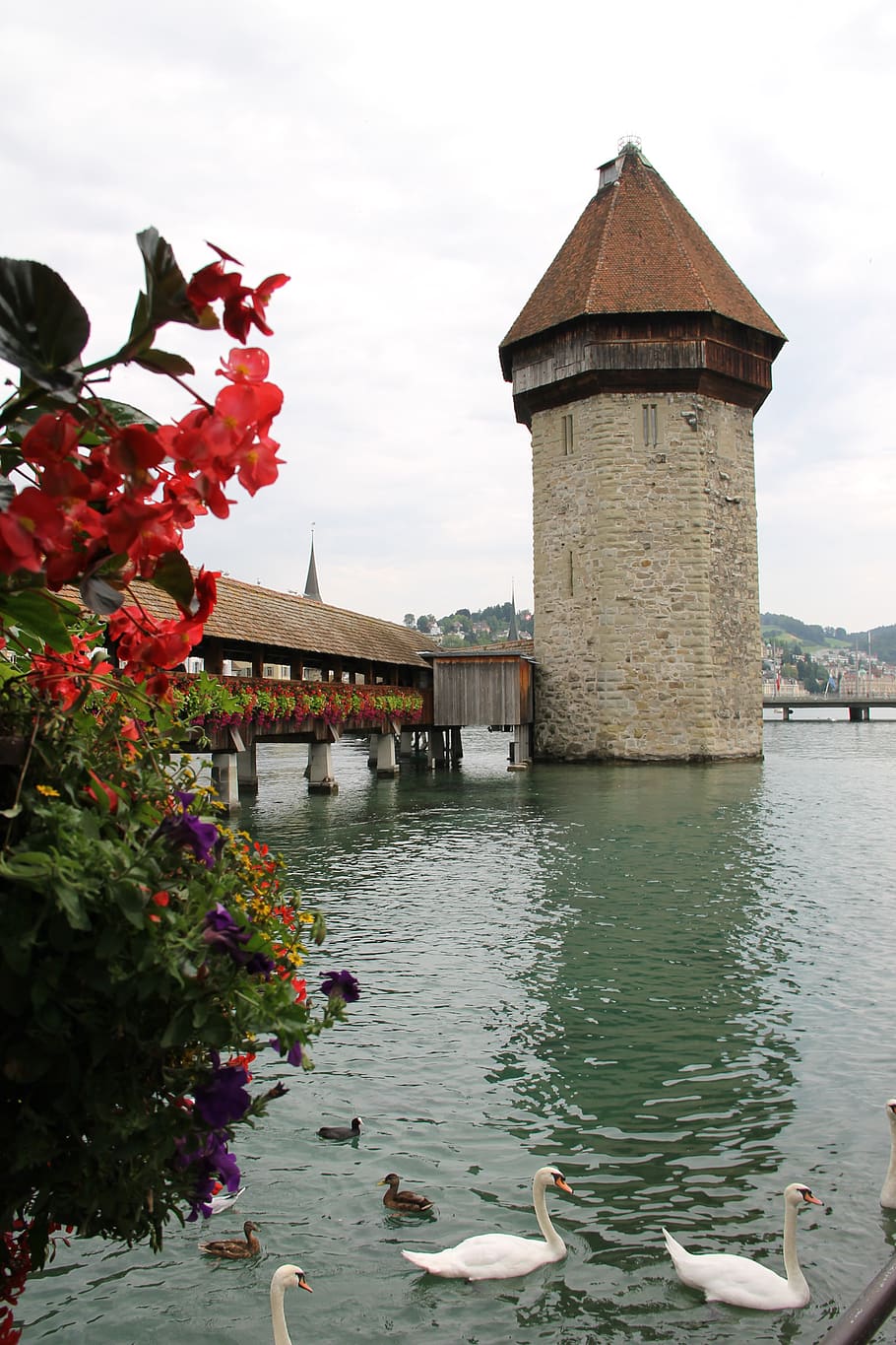 Lucerna, Suiza, puente, cisne, torre, madera, río, estructura construida, arquitectura, exterior del edificio