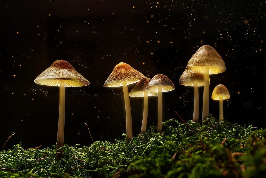 fantasy, forest, mushrooms, light, surreal, magic, night, plant, growth, vegetable