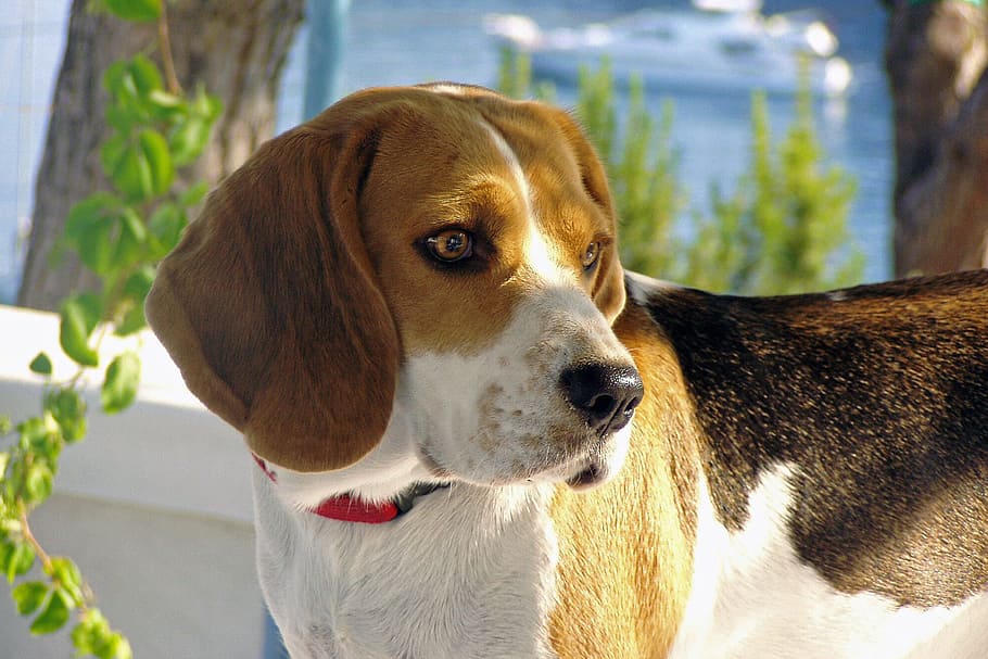 selectivo, fotografía de enfoque, tricolor, beagle, durante el día, perro, tabaco, sabueso, determinación, amigo